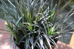 Read more about the article Ophiopogon planiscapus 'Black Beard’ PBR