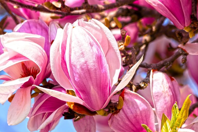 Read more about the article Magnolie – choroby i szkodniki