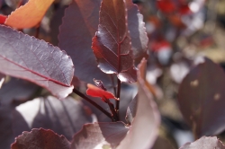 Read more about the article Populus deltoides 'Purple Tower’ PBR